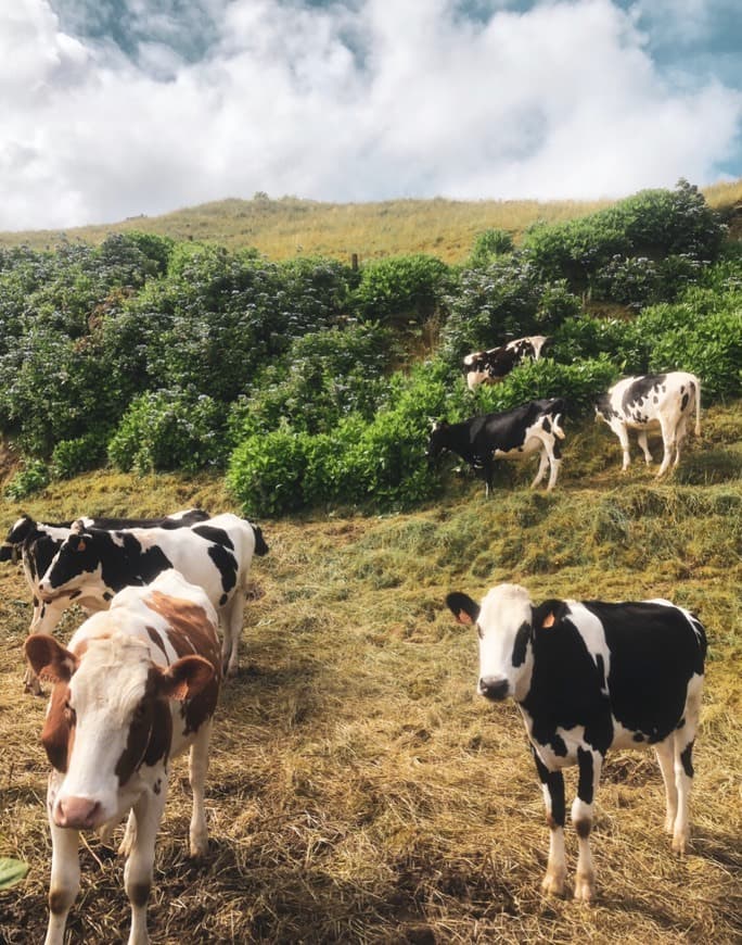 Lugar Ponta Delgada🤍