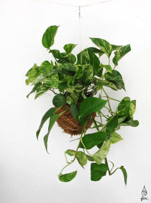 Product Epipremnum Aureum