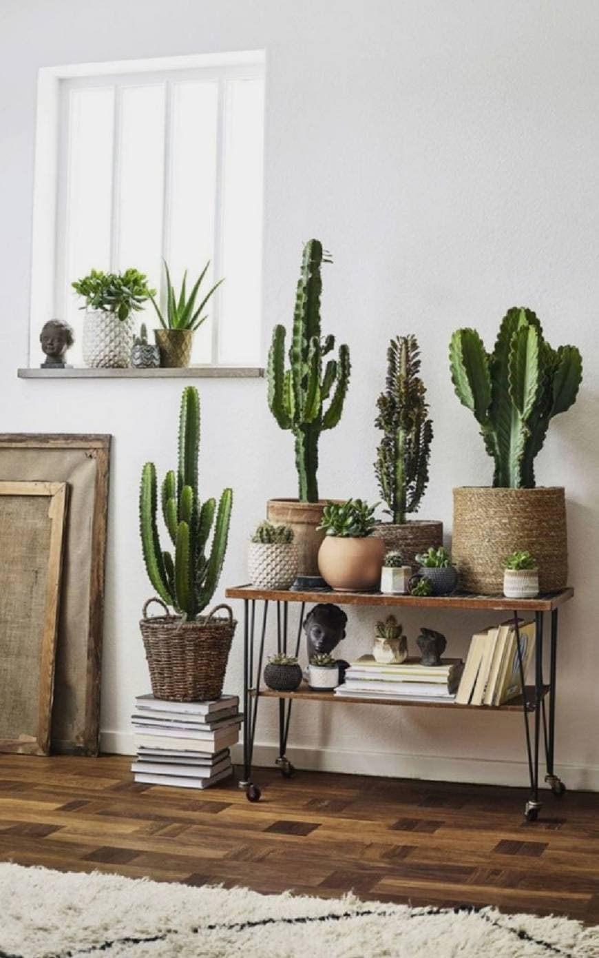 Product Decorative catus