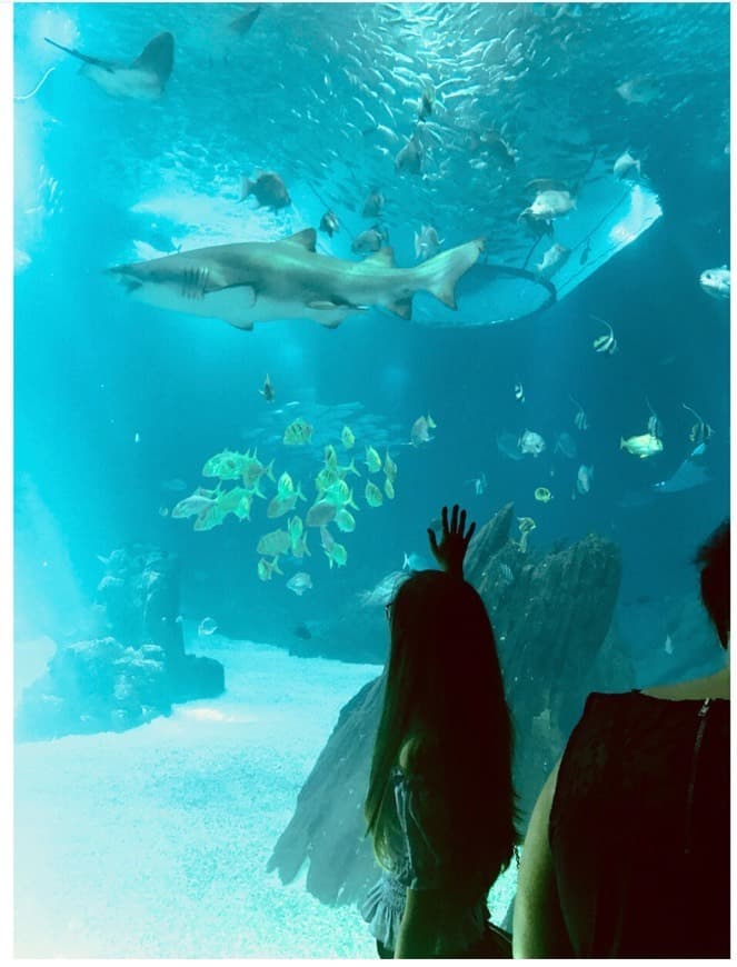 Place Oceanário de Lisboa