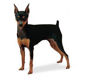 Moda Pinscher miniatura 