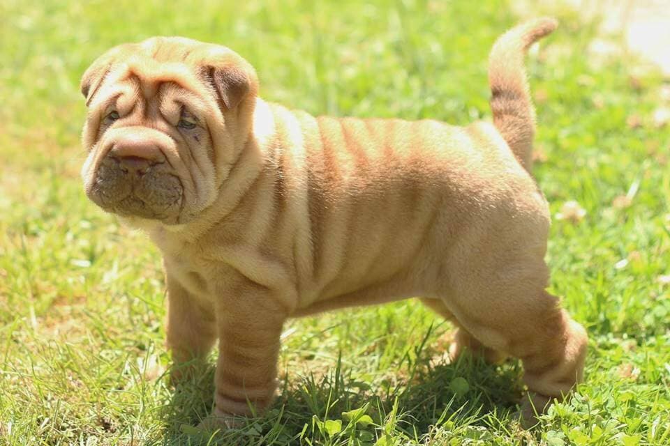 Moda Shar-pei