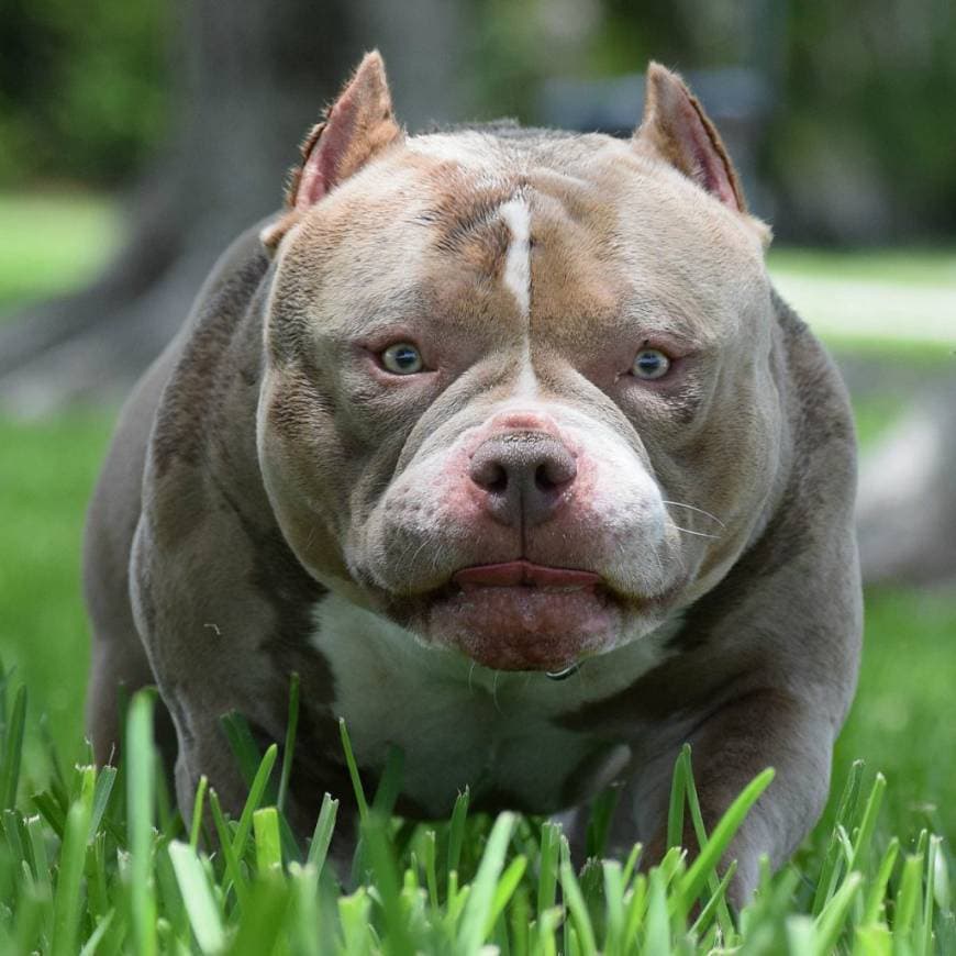 Moda American bully