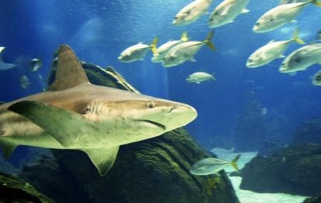 Place Oceanario de Lisboa