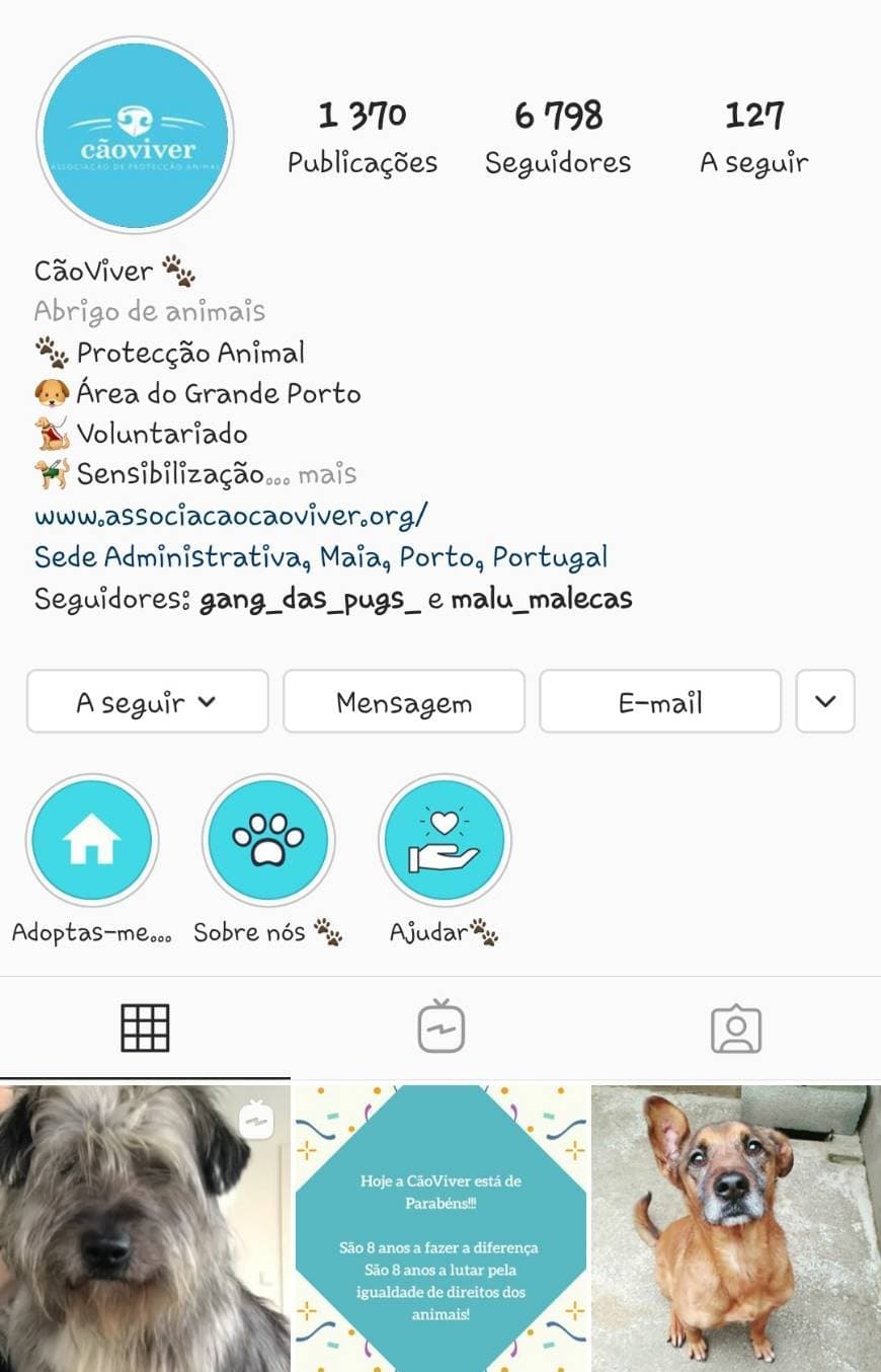 Moda Instagram da CãoViver