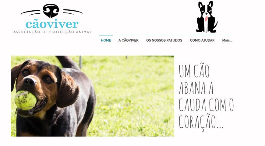 Moda CãoViver - Associação de Protecção Animal