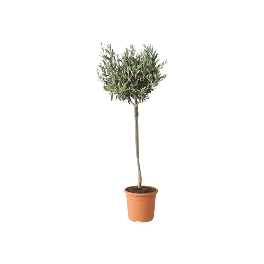 Product OLEA EUROPAEA 22cm