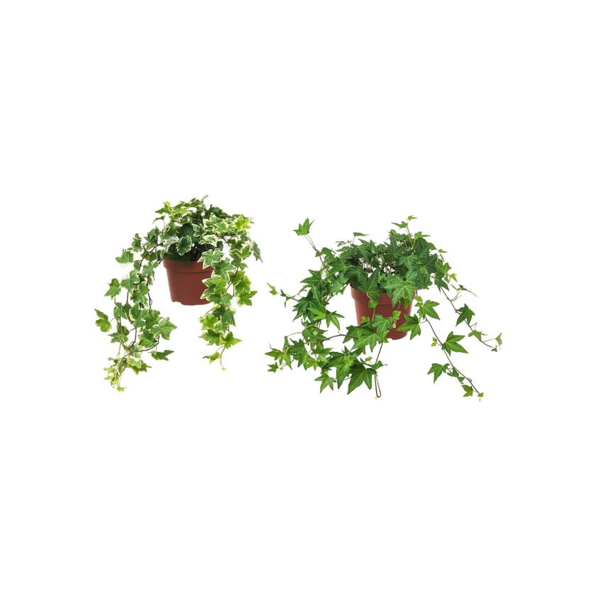 Producto HEDERA HELIX 13cm