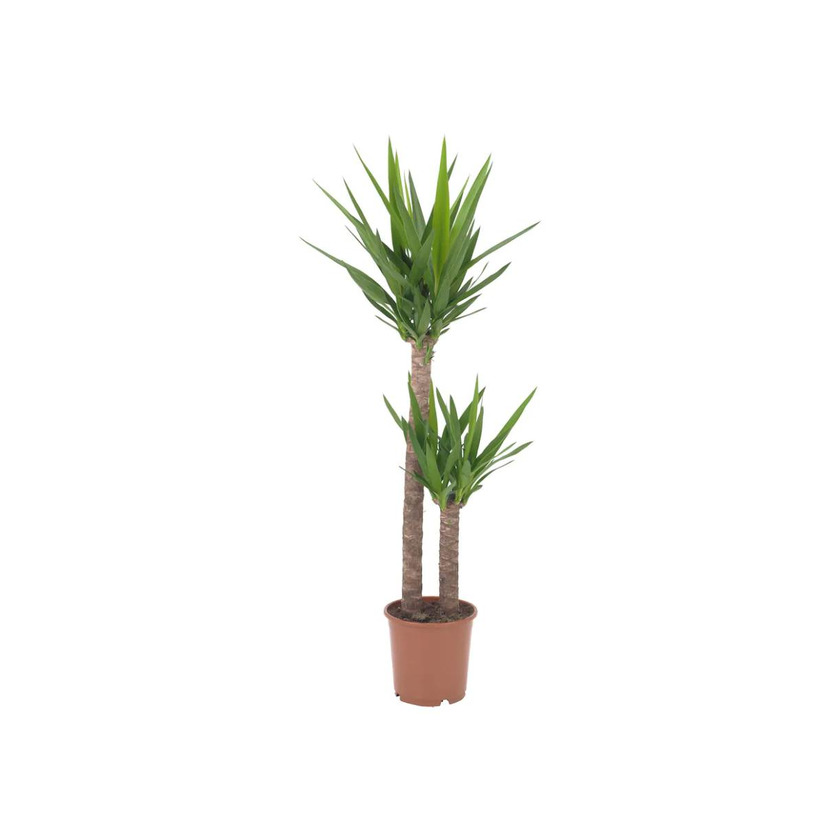 Product YUCCA ELEPHANTIPES 24cm