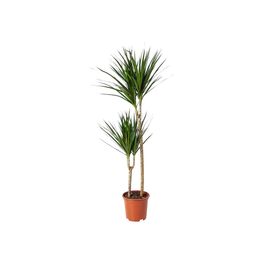 Producto DRACAENA MARGINATA 19cm