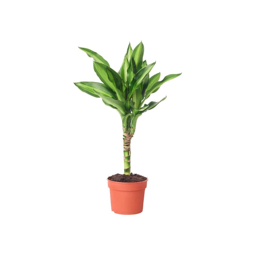 Producto DRACAENA 9cm