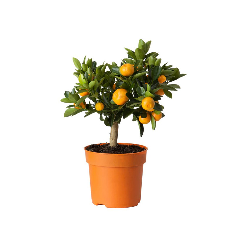 Product CITRUS Calamondin 15 cm

