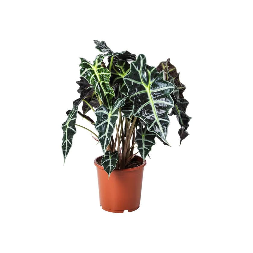 Producto ALOCASIA AMAZONICA 17cm