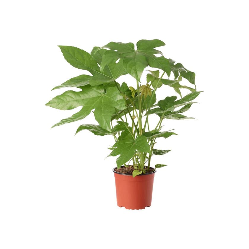 Product FATSIA JAPONICA 17cm

