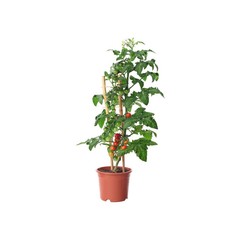 Product LYCOPERSICON ESCULENTUM TOMATO 15cm