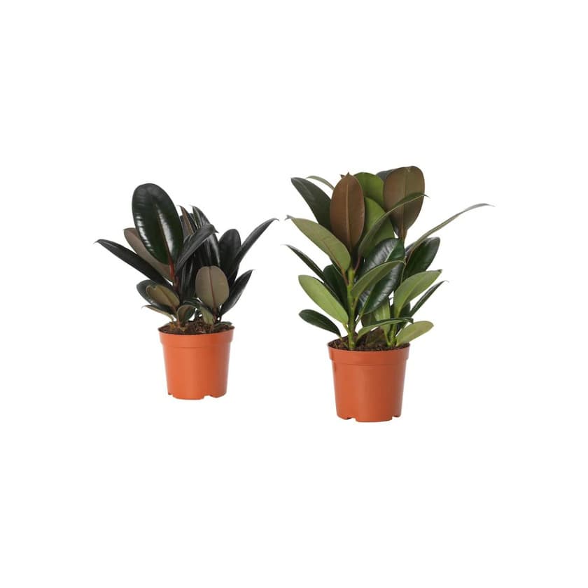 Producto FICUS ELASTICA 19cm