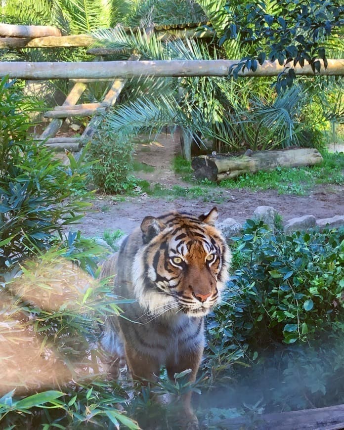 Lugar Jardim Zoológico de Lisboa