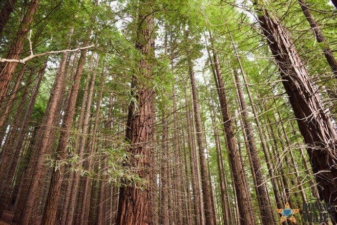 Lugar Bosque De Secuoyas