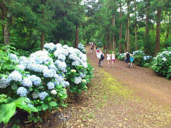 Place RESERVA FLORESTAL DE RECREIO DO PINHAL DA PAZ