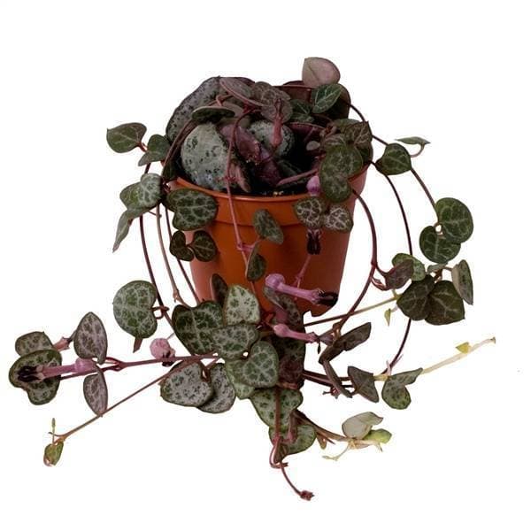 Product Ceropegia woodii