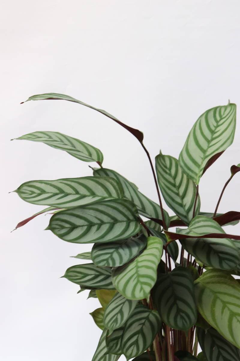 Product Calathea Oppenheimiana