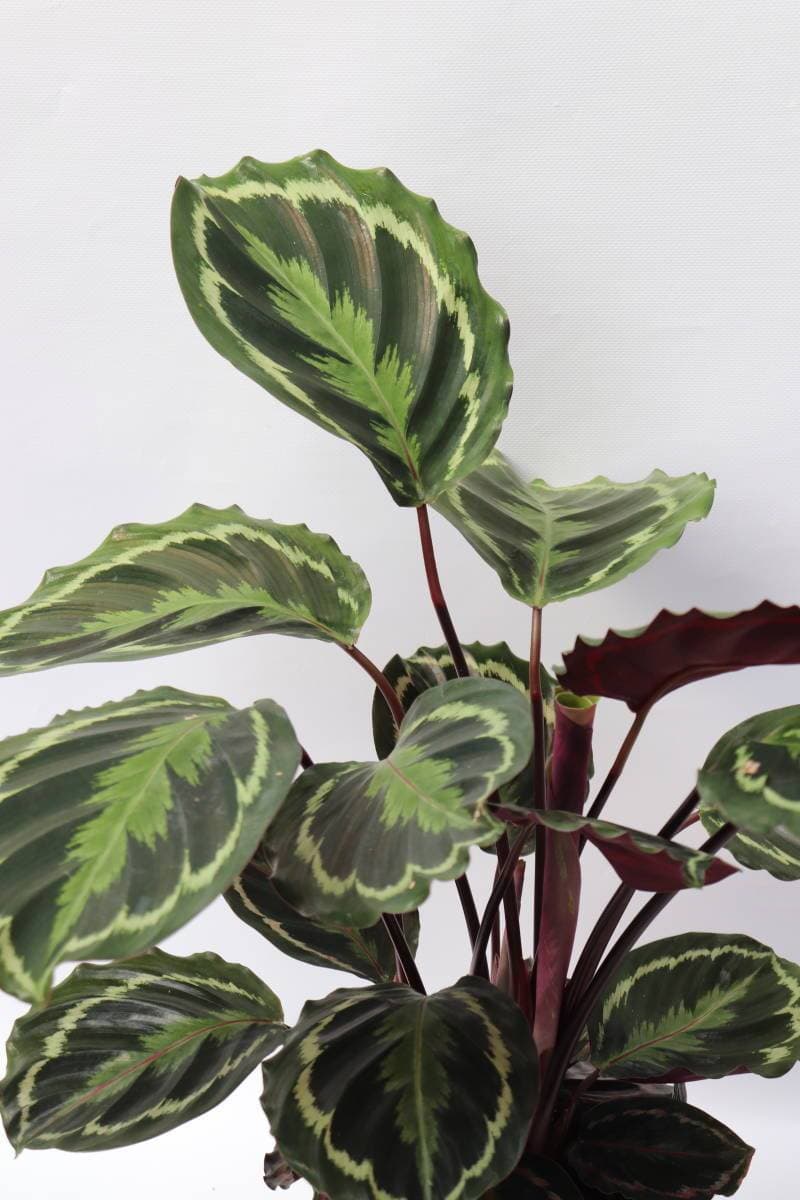 Product Calathea Medallion