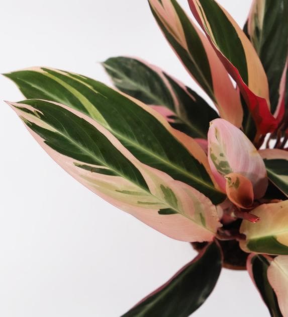 Product Calathea triostar variegata