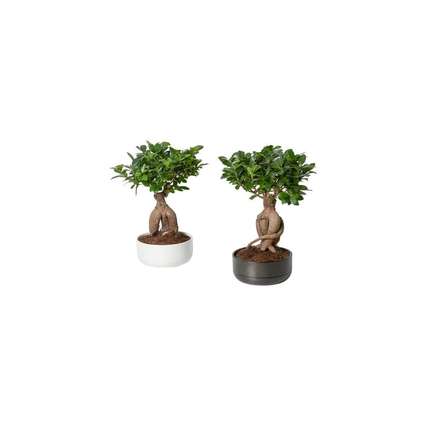 Product Ficus microcarpa ginseng 