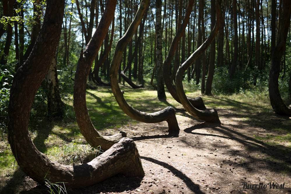 Lugar Crooked Forest, Poland