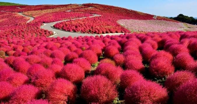 Lugar Hitachi Seaside Park, Japan 