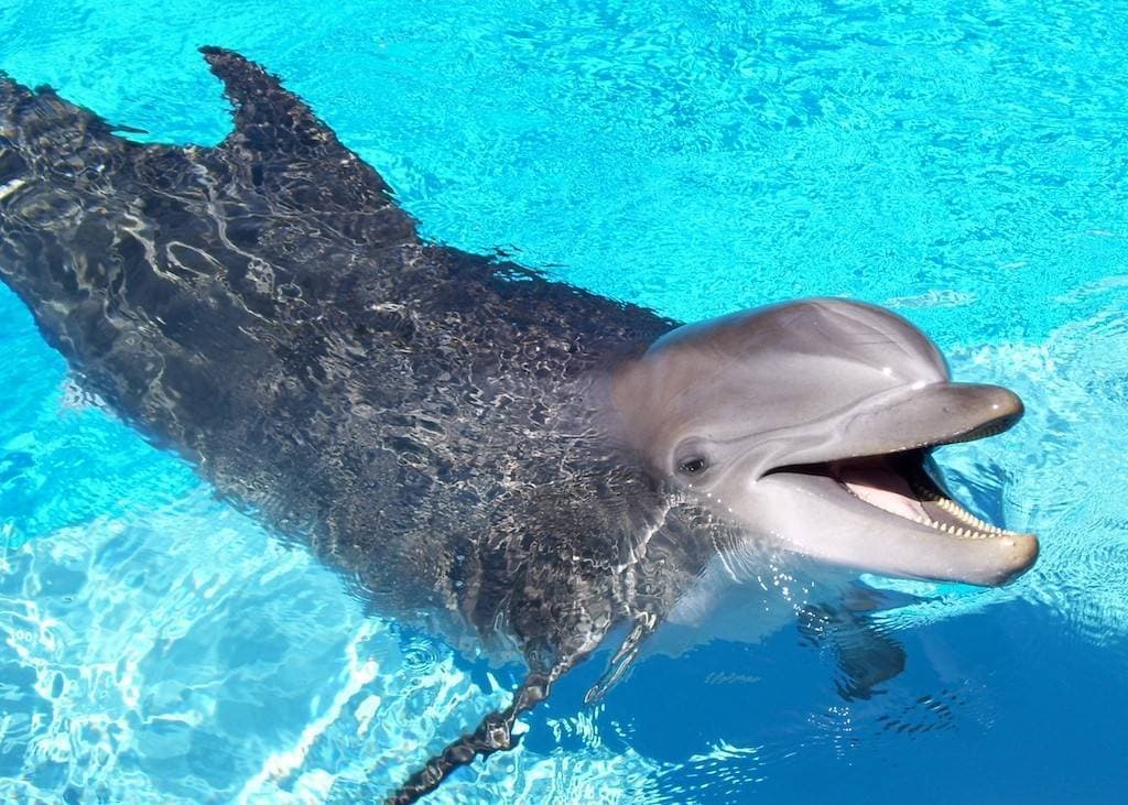 Moda Golfinhos acordados mas sempre a descansar 🐬