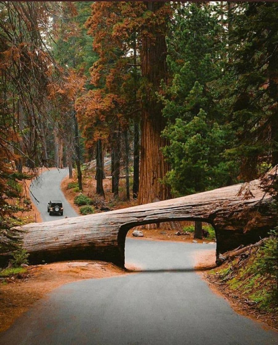 Lugar Sequoia National Park