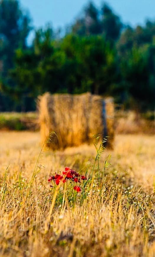 Place Alentejo