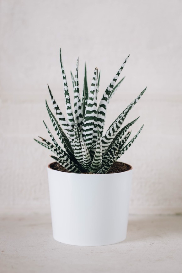 Producto Haworthia Fasciata Alba 