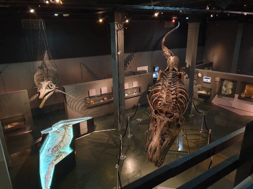 Place Zoologisk museum (Robert Colletts hus) – Naturhistorisk museum