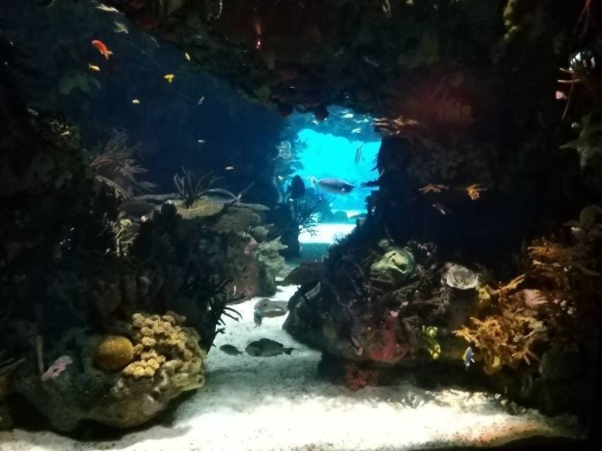 Lugar Oceanário de Lisboa