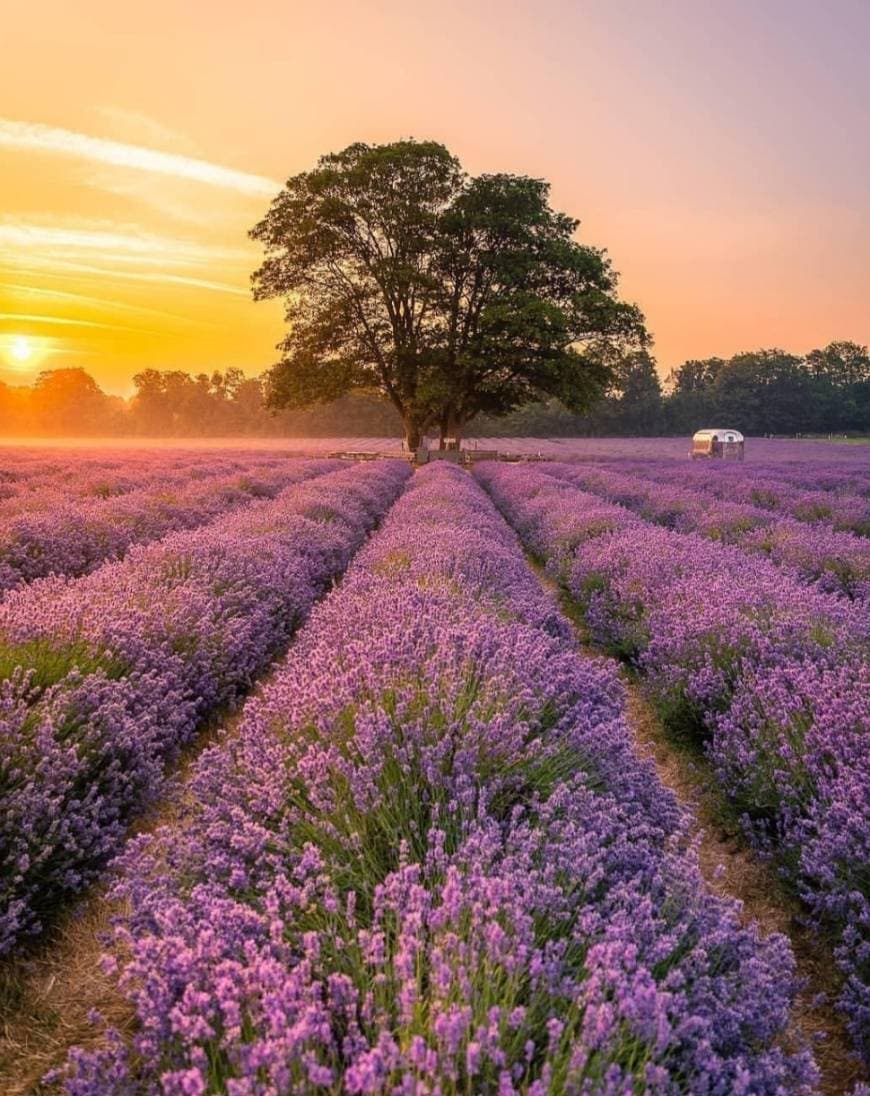 Place Mayfield Lavender Farm