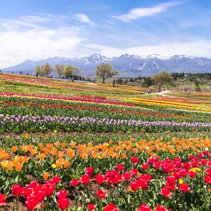 Lugar Nasu Flower World