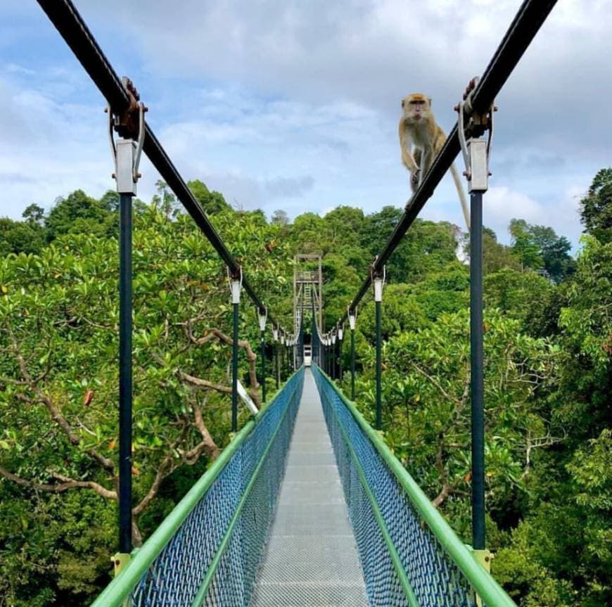 Place MacRitchie Reservoir