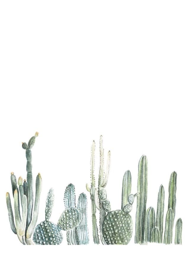 Moda Cactus - Fondo de pantalla