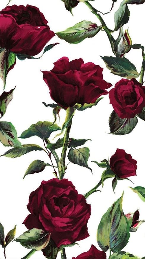 Moda Roses - Fondo de pantalla