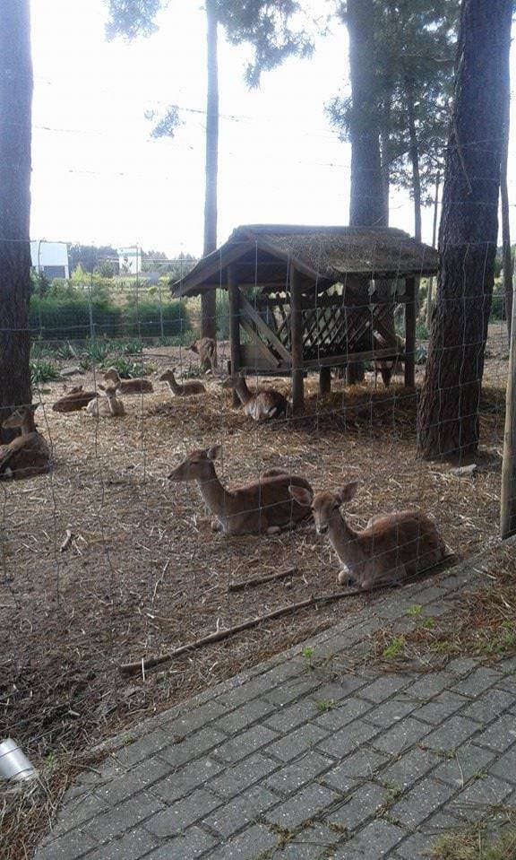 Lugar Nutrapom - Nutrição Animal De Pombal, S.A.