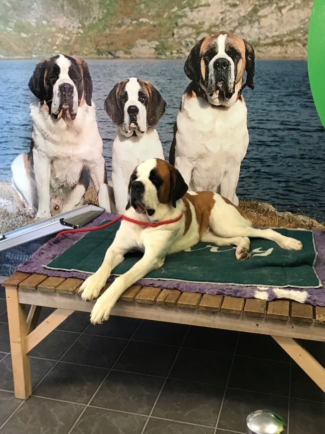 Lugar Barryland - Musée et Chiens du Saint Bernard