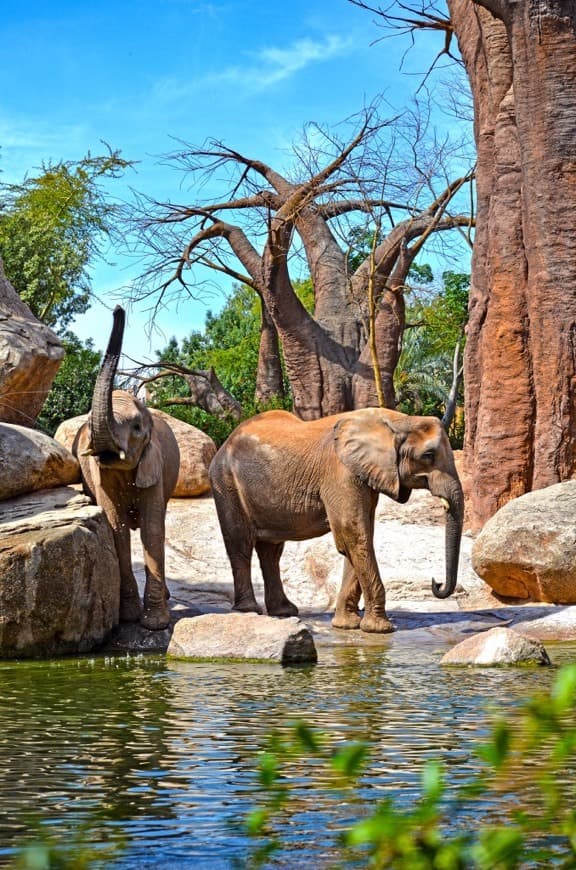 Lugar Bioparc Valencia