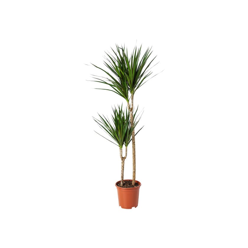 Product DRACAENA MARGINATA