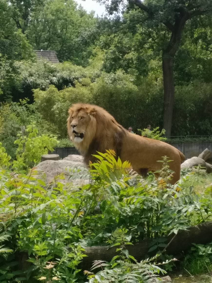 Lugar Zoo Duisburg