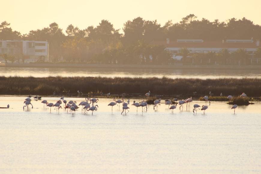 Lugar Ria de Aveiro