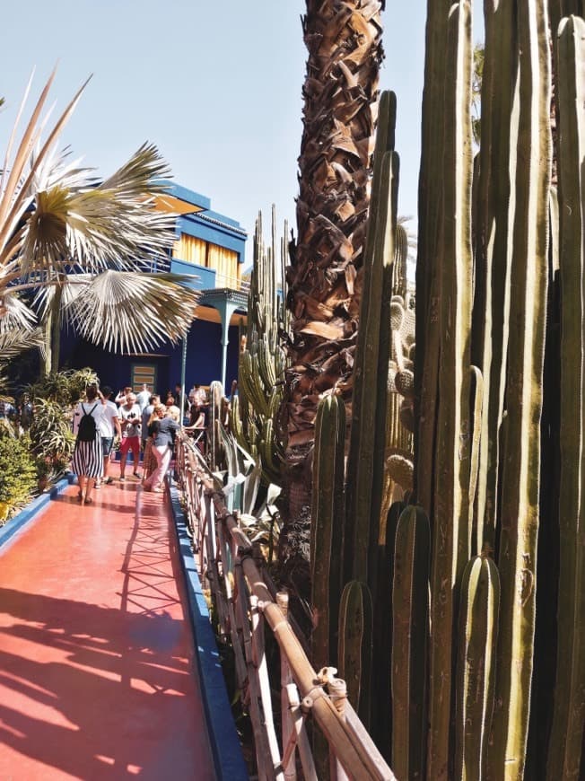 Lugar Le jardin Majorelle