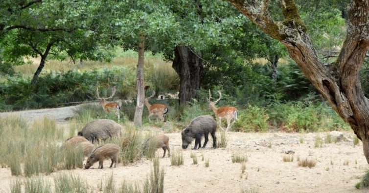 Lugar Tapada Nacional de Mafra