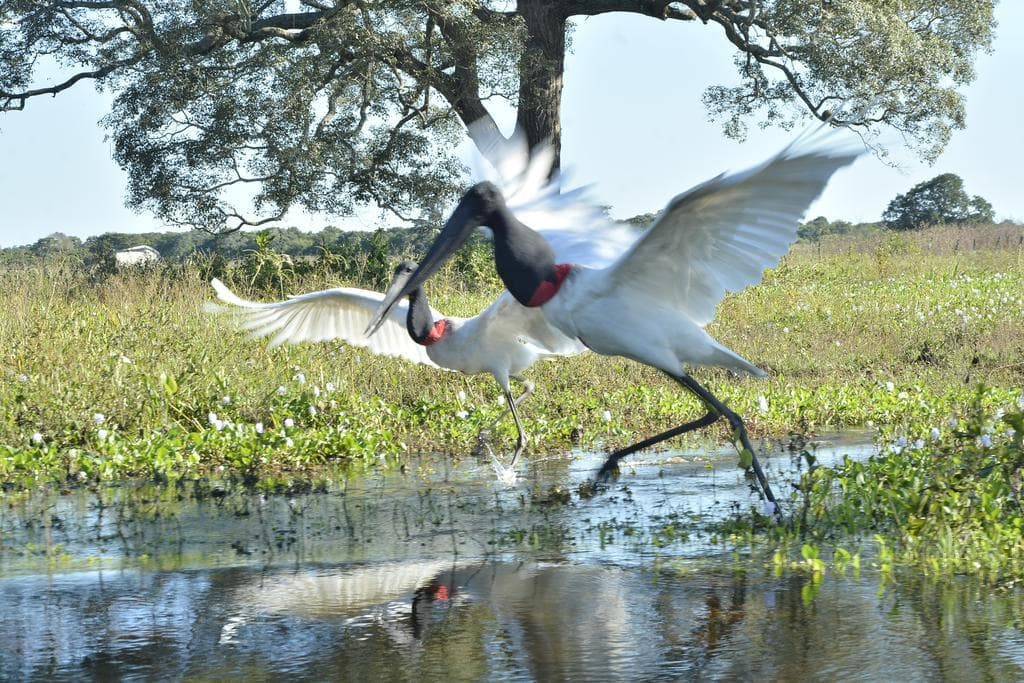 Place Pantanal